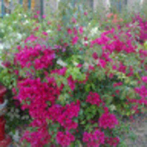 Meet your Posher, Faiza